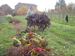 Nettoyage d'automneon dégage les rangées de légumes pour l'hiver